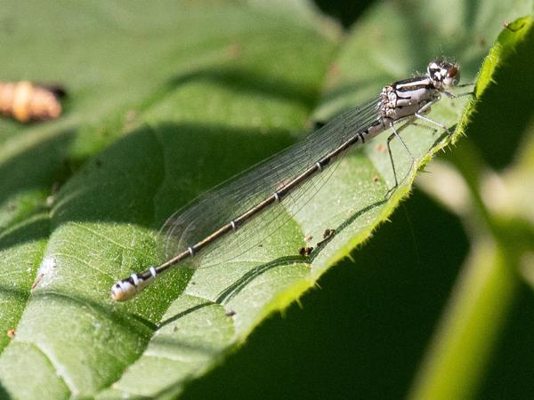 <h3>Coenagrion puella / Azure damselfly / Azuurwaterjuffer</h3>
